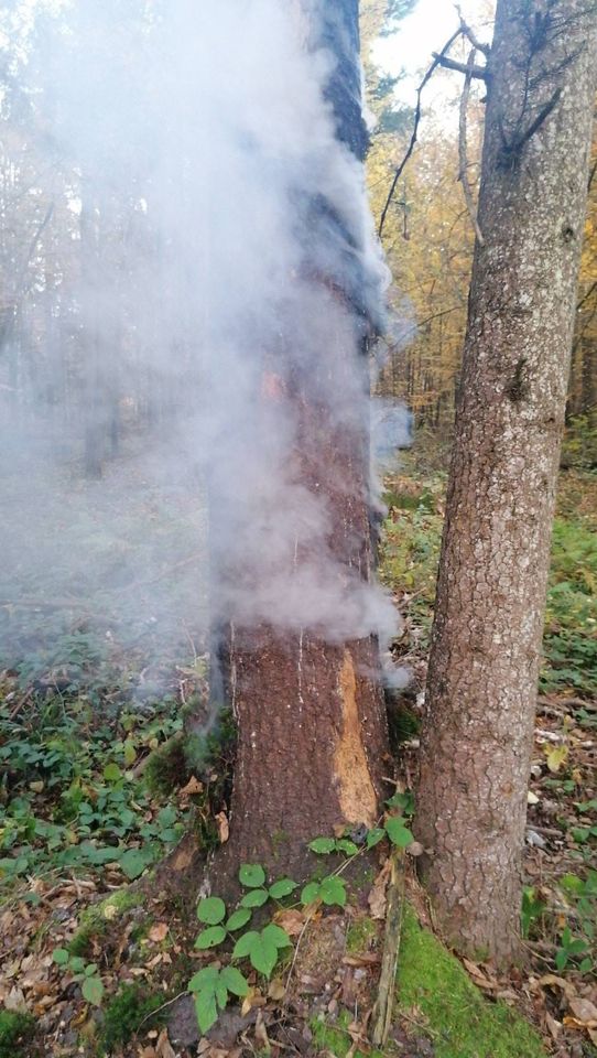 На Прикарпатті грибники вртяували ліс від масштабної пожежі – ДСНС (ФОТОФАКТ)