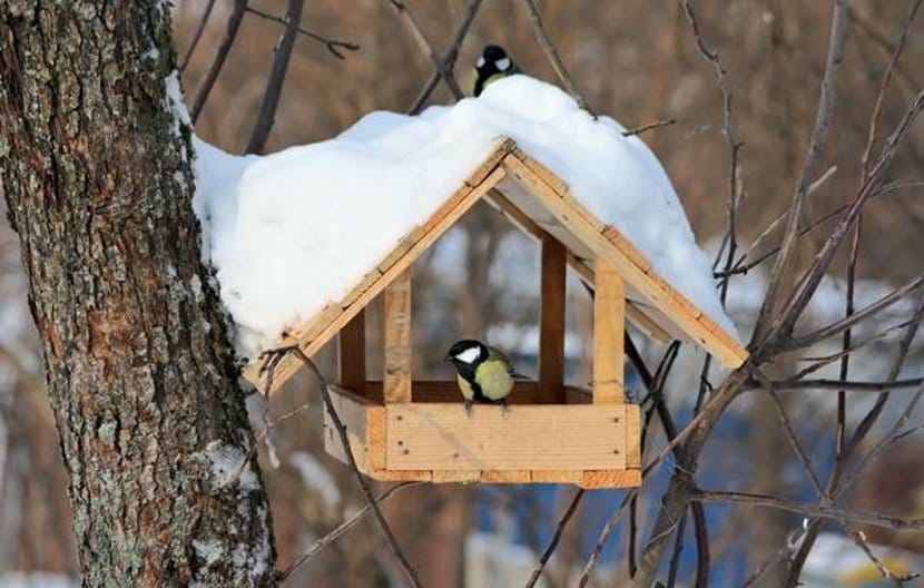 Прикарпатцям розповіли правила підгодовування птахів взимку та оголосили фотоконкурс