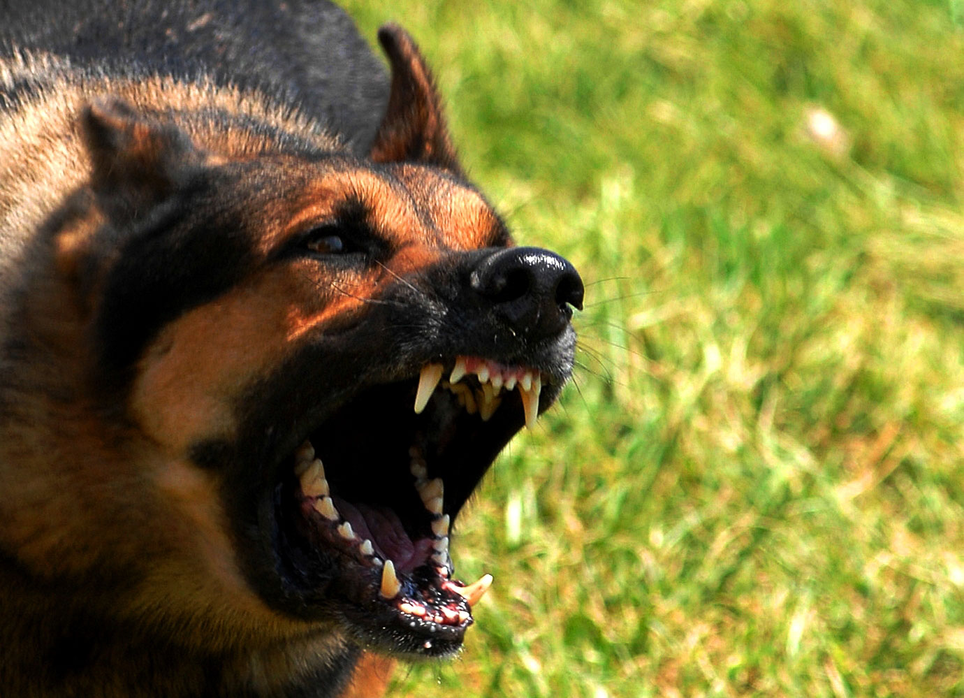 В Івано-Франківську собака напав на жінку: постраждалу з важкими травмами забрала “швидка” (ВІДЕО)