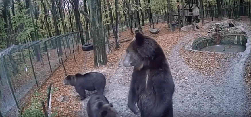 У мережі поділилися кумедним відео з ведмедями Галицького нацпарку (ВІДЕО)