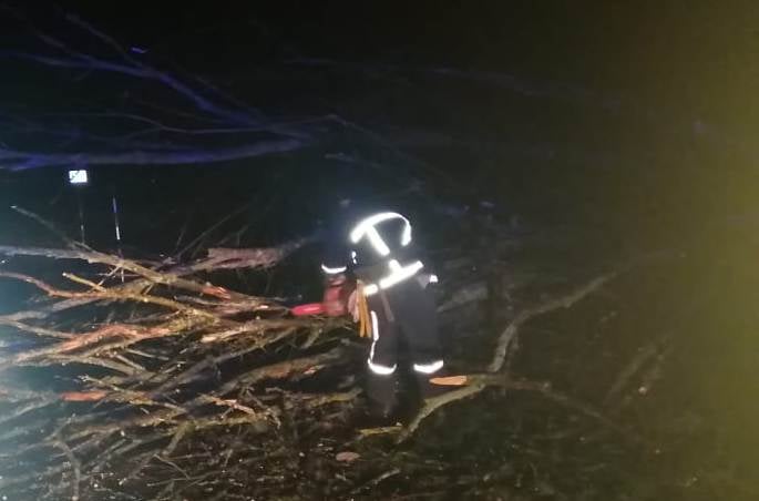Вночі вітер повалив дерева на дорозі Рогатин-Тернопіль (ФОТОФАКТ)