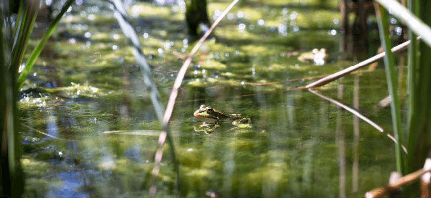 У Франції суд вирішив виселити жаб зі ставка через занадто гучне квакання
