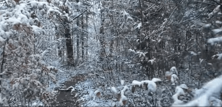 У Галицькому лісі ведмедиця вже залягла у зимову сплячку (ВІДЕО)