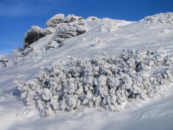 Сніжно і морозно: у мережі опублікували світлини зимових Карпат (ФОТО)
