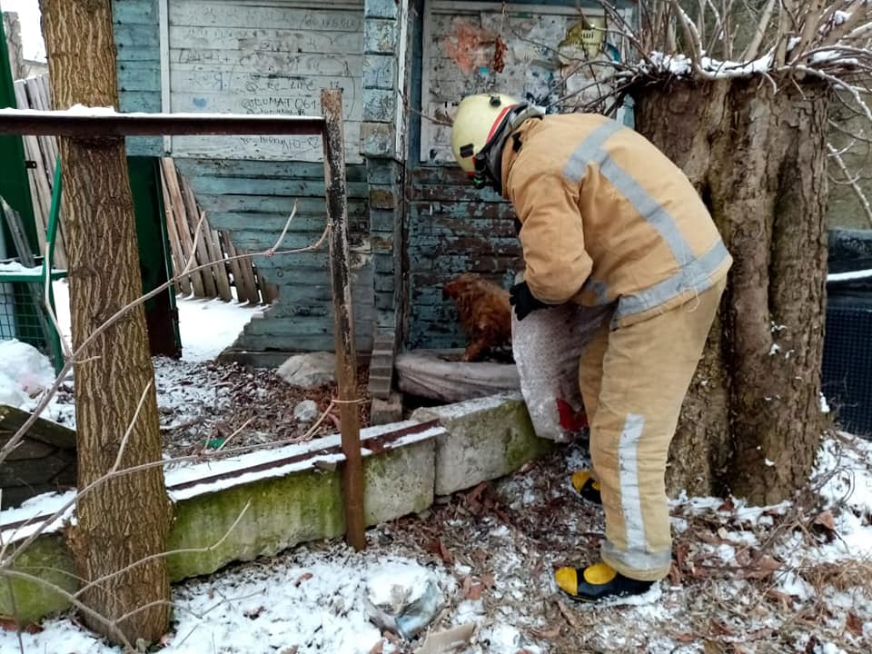 Косівські рятувальники врятували собаку, який примерз до льоду (ФОТО)