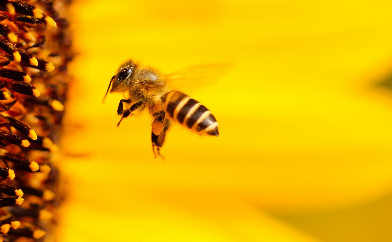 Франківці можуть отримати від держави дотації за бджолосім’ї (ІНСТРУКЦІЯ)