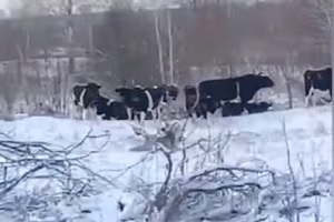 У Чорнобильській зоні відчуження живе стадо диких корів (ВІДЕО)