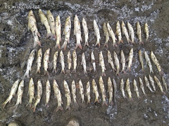 У водоймі на Тлумаччині загинула червонокнижна риба. Фахівці з’ясовують причину (ФОТО)