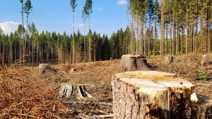 На Прикарпатті судитимуть лісівника, через якого Україна втратила дерев на 130 тисяч гривень