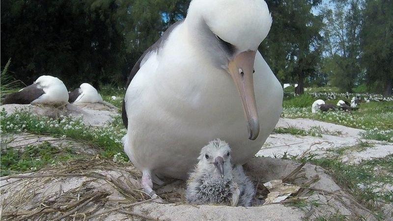 Найстаріша у світі дика пташка стала мамою. Їй 70 років