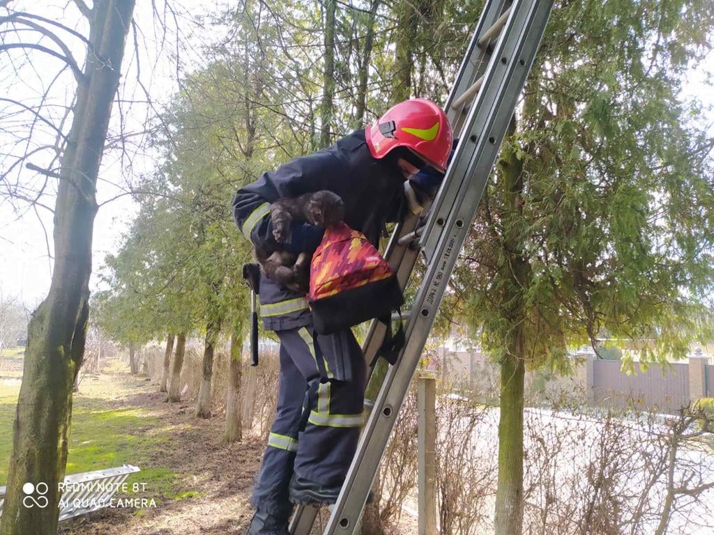 На Коломийщині рятувальники знімали котика з дерева (ФОТОФАКТ)