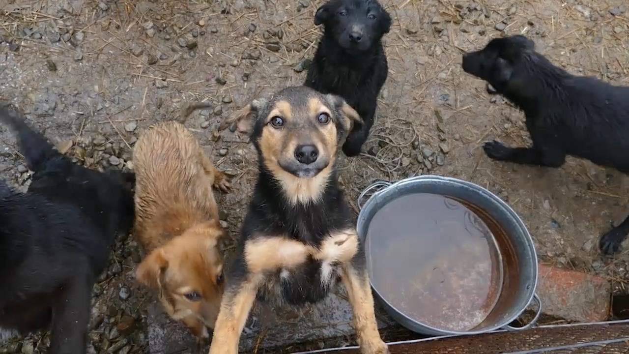 У Калуській громаді хочуть створити єдиний реєстр домашніх собак та тварин