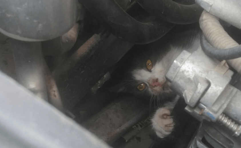 Франківські рятувальники визволили кота з моторного відсіку авто (ФОТО)