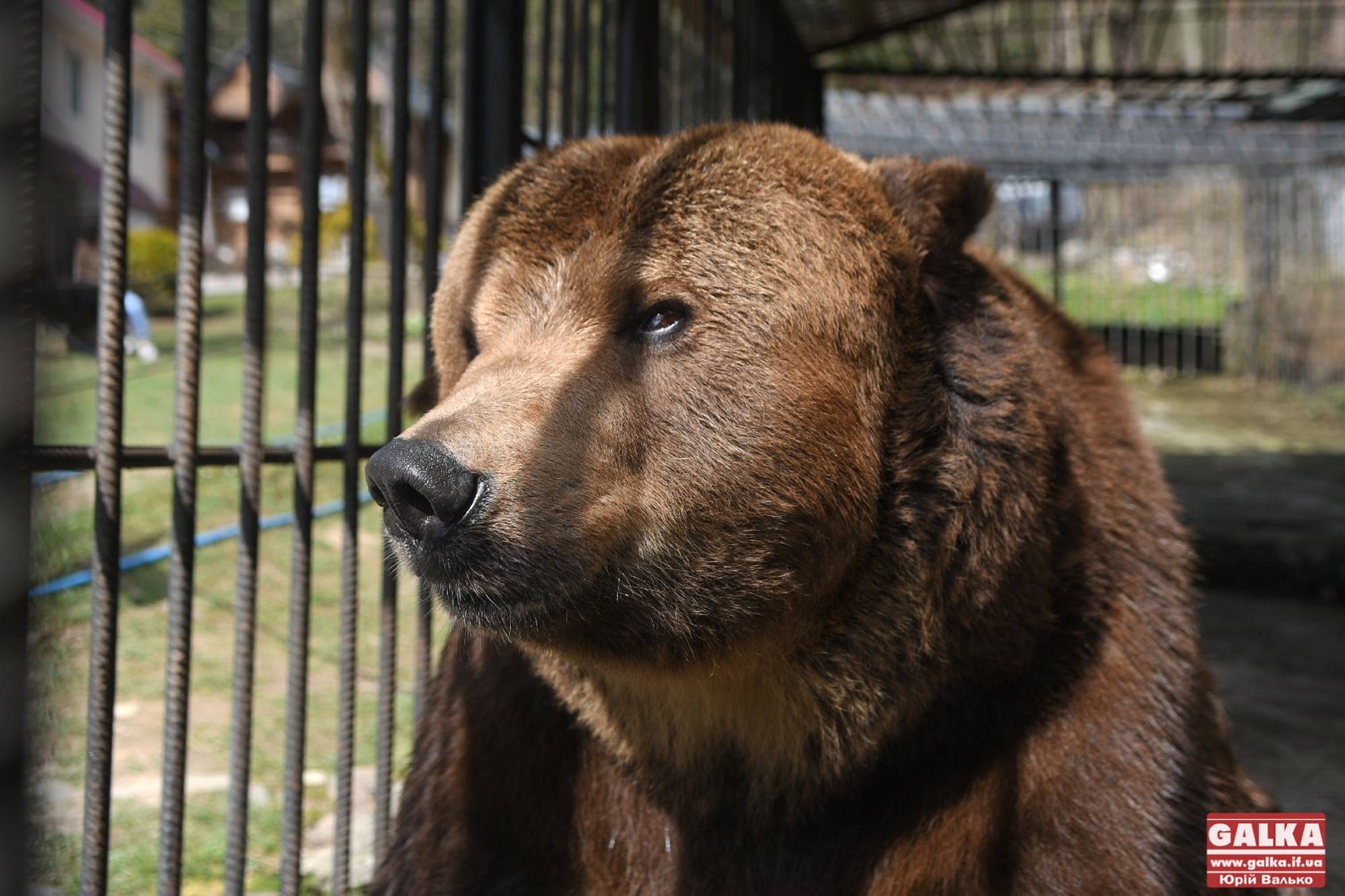 Операція “Врятувати Юру”: відомого ведмедя з вольєра у Косові забрали у реабілітаційний центр (ФОТО, ВІДЕО)