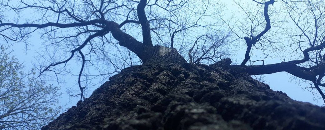 У Франківську почали лікувати 300-річний дуб та інші дерева-довгожителі (ФОТО)