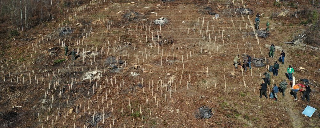 На Прикарпатті лісівники висадили тризуб із тисячі дерев (ФОТО)
