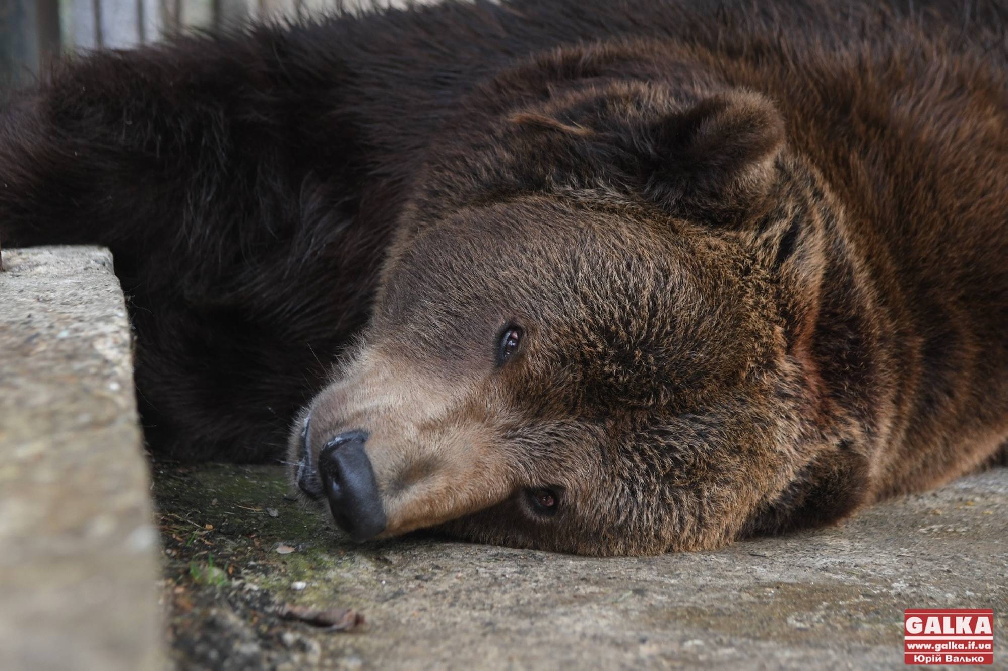 Не пережив операцію: помер ведмідь Юра, якого екоінспекція вилучила з косівського ресторану