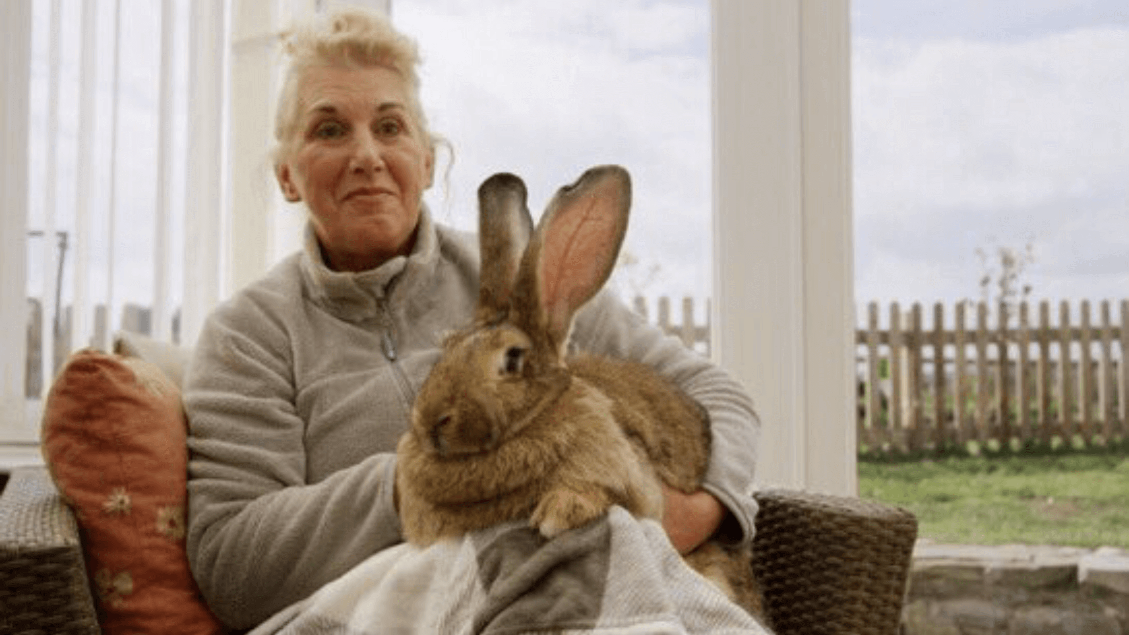 Найбільшого у світі кролика викрали у Великій Британії. Власниця пропонує за нього винагороду у £1000 (ФОТО)