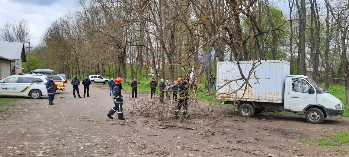 У Коломиї дерево впало на два автомобілі (ФОТО)