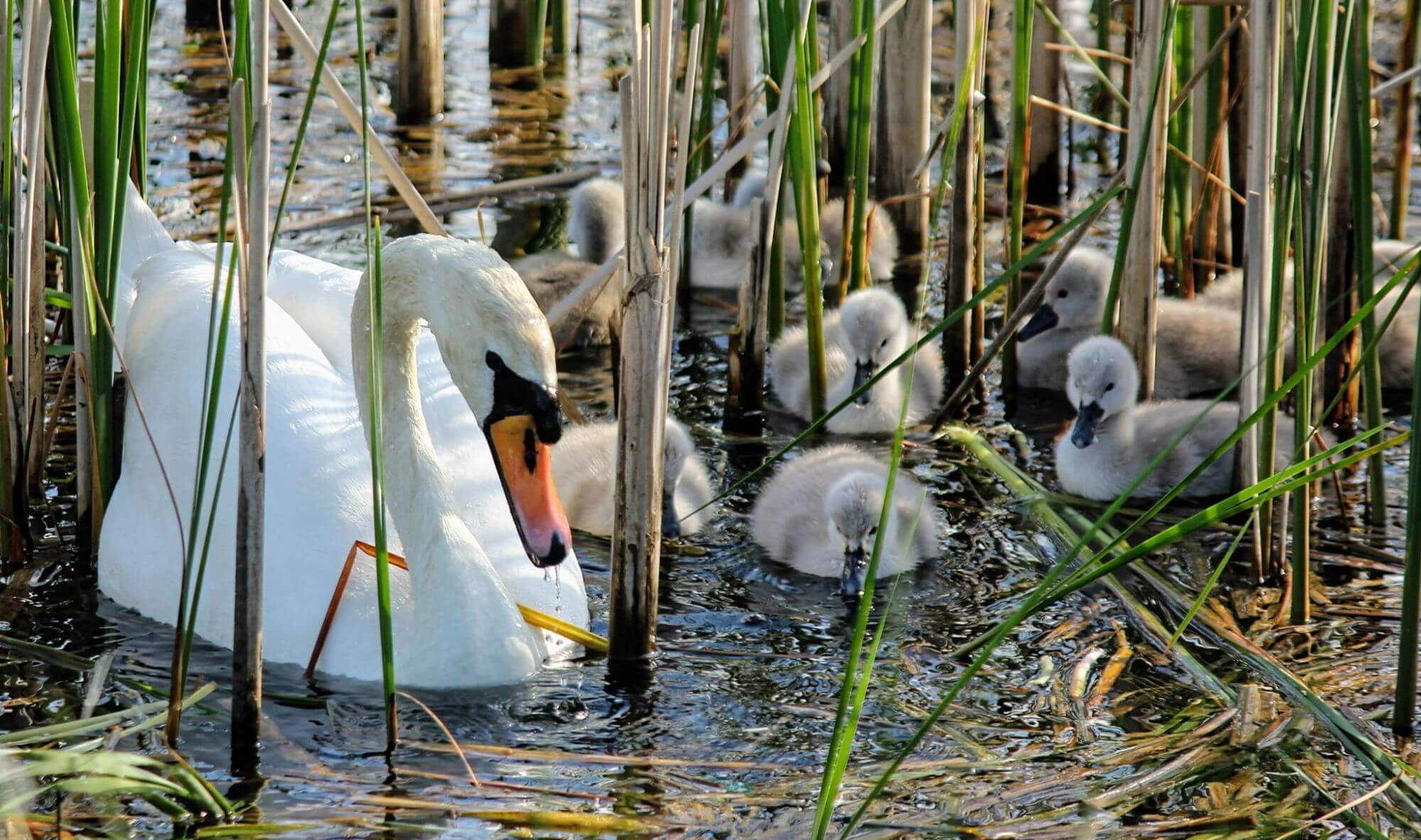 На Німецькому озері у лебедів Мартина і Мартусі з’явилася зграя малюків (ФОТО)