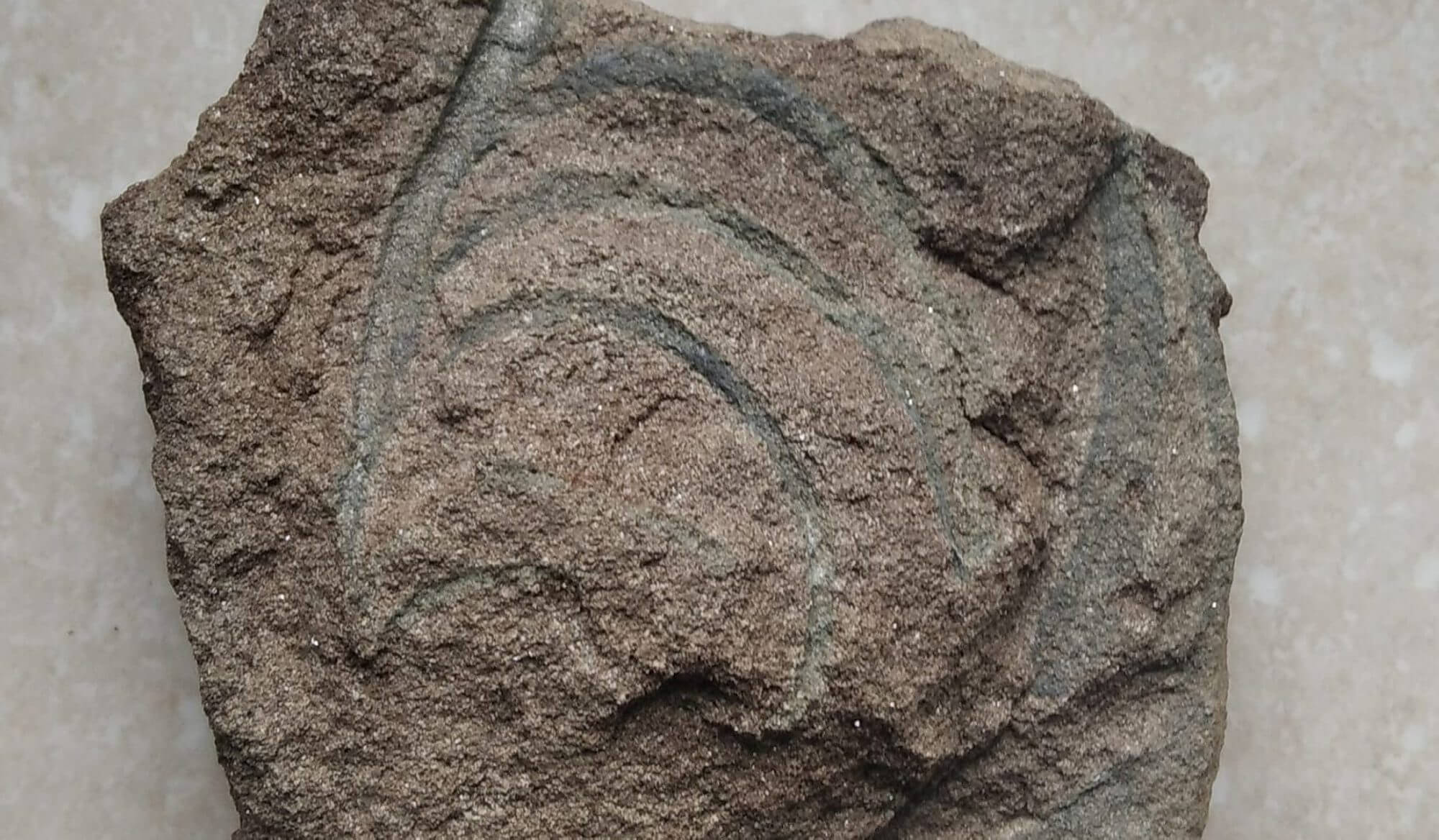 У горах Прикарпаття знайшли камінь з відбитком флори ймовірно давнього океану (ФОТО)