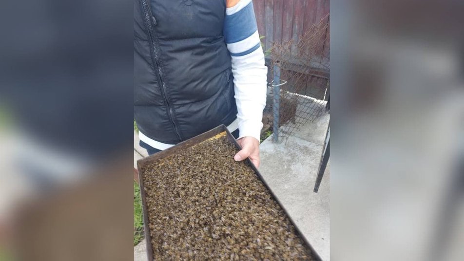 На Тисмениччині в трьох селах отруїлися бджоли: фахівці шукають причину (ФОТО)