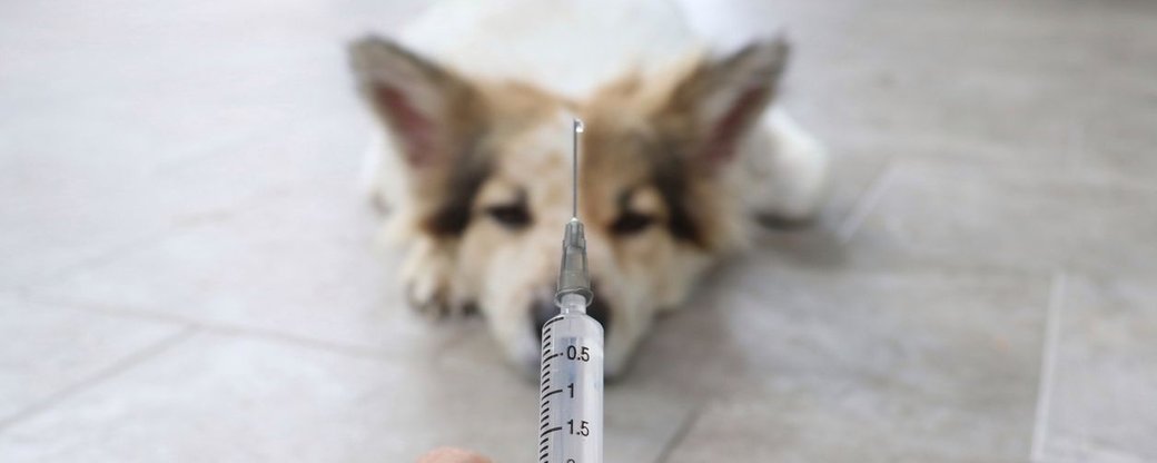 У Маняві вакцинують тварин через підтверджений сказ у собаки