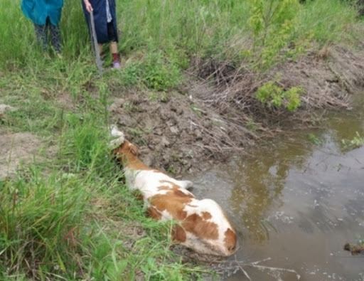 На Надвірнянщині корову витягували з болота