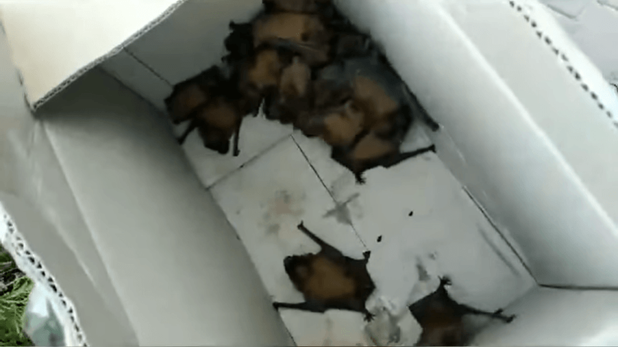 У лікарні в Галичі натрапили на колонію кажанів
