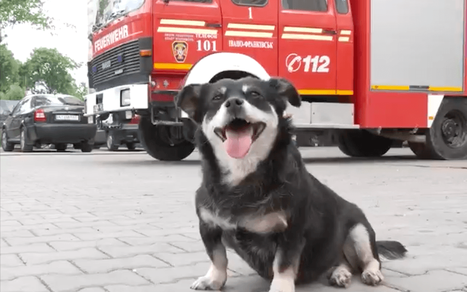 Франківські пожежники прихистили та врятували життя собачці Тушканчику (ВІДЕО)