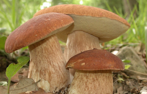 Як не отруїтися грибами: поради прикарпатських фахівців