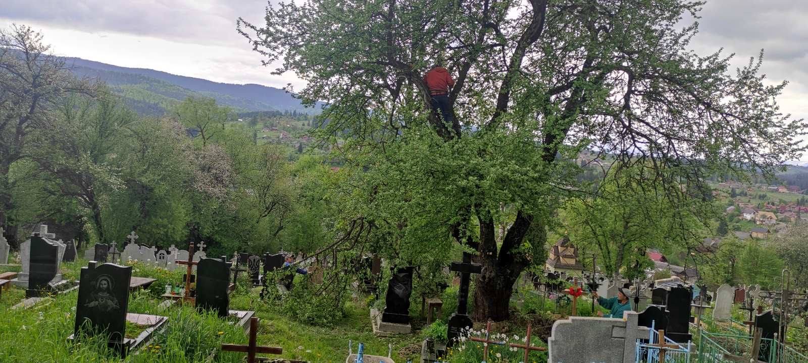 Альпіністи допомогли навести лад з деревами на кладовищі у Ворохті (ФОТО)