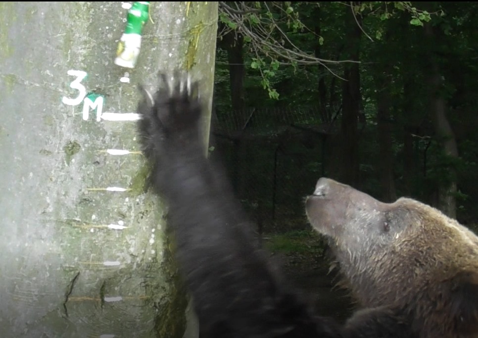 У Галицькому нацпарку ведмеді мірялися зростом. Кличуть позмагатися клишоногих з інших областей (ФОТО)