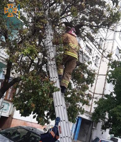 У Калуші рятувальники знімали бджолине гніздо з багатоповерхівки