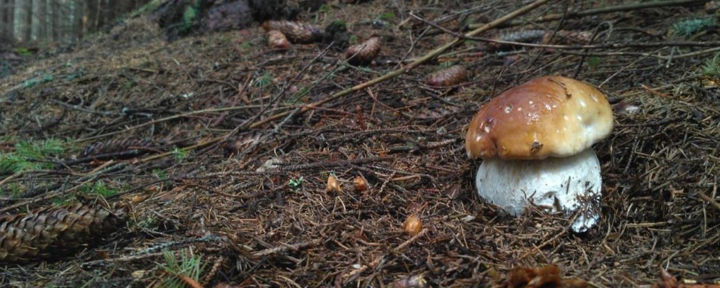 Сезон “полювання” на білі гриби: прикарпатцям радять, як і де їх збирати
