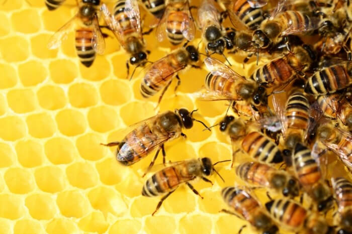 Пасічники Прикарпаття отримали понад 10 мільйонів дотації за бджолосім’ї