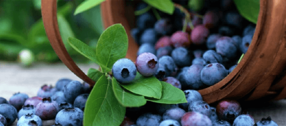 На Франківщині зростає популярність фермерських господарств, що вирощують ягоди