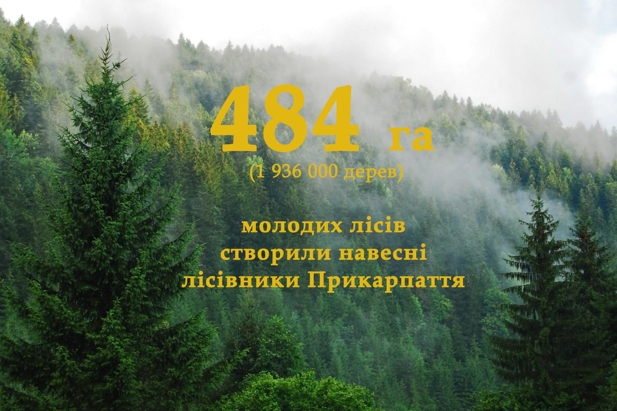 Майже два мільйони дерев посадили навесні лісівники Прикарпаття