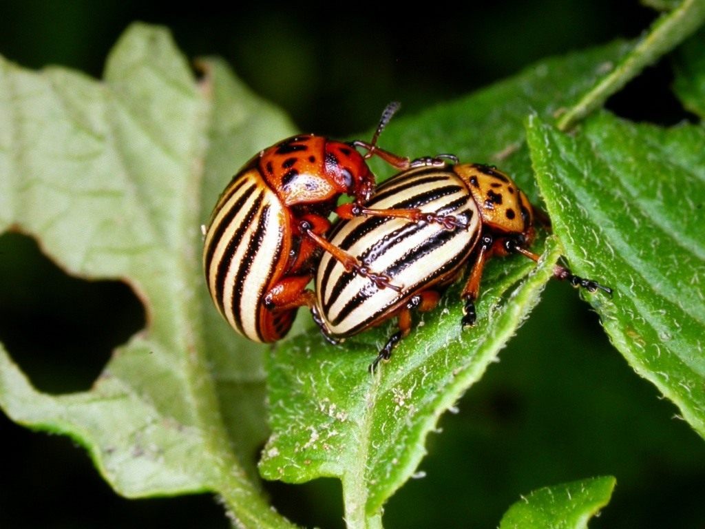 На городах Прикарпаття активізувалися колорадські жуки: фахівці радять, як безпечно їх побороти