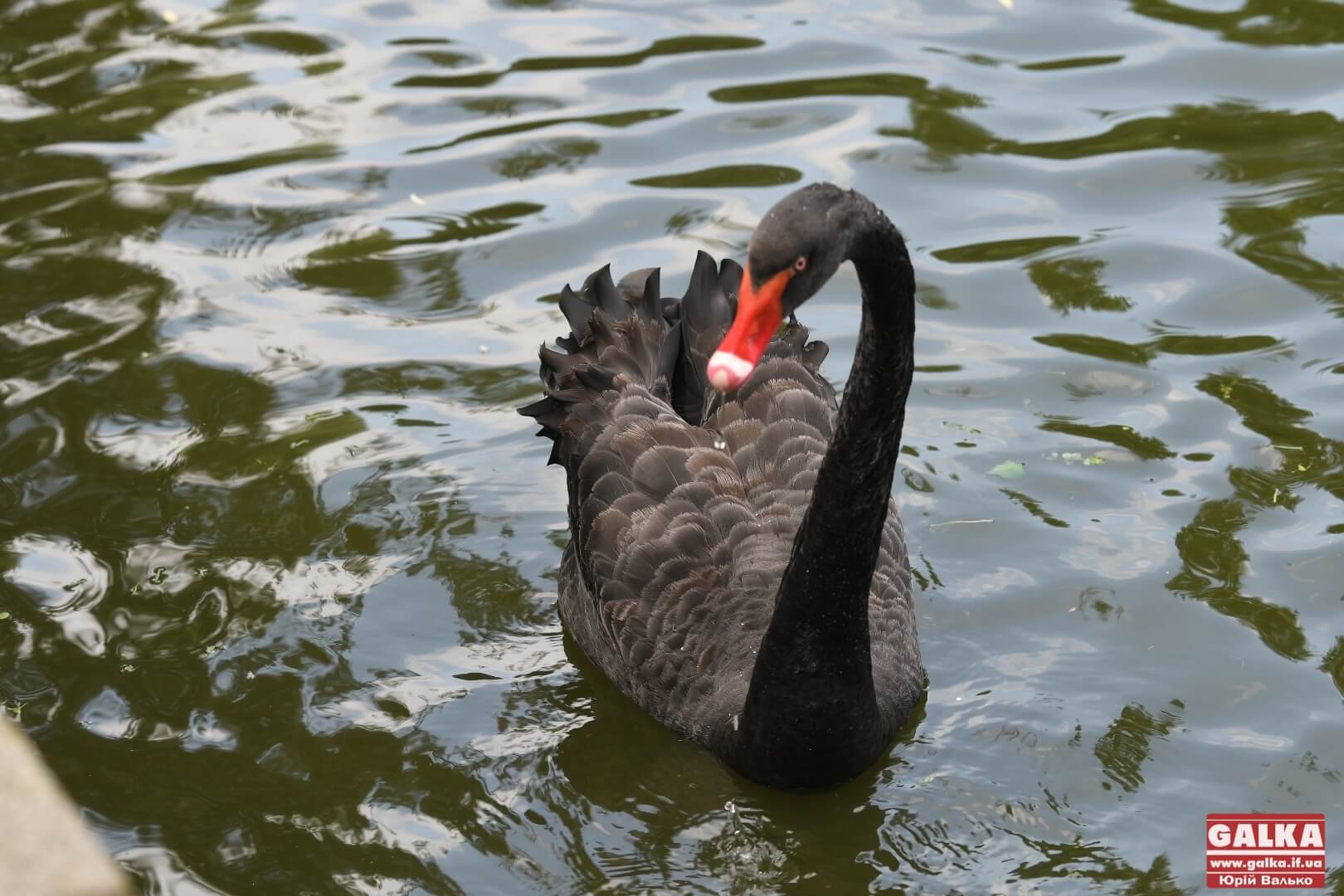 Екзотичні лебеді та гусаки повернулися у франківський парк після зимівлі (ВІДЕО)