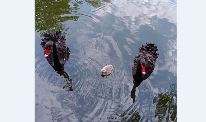 Милість, правда? Пара чорних лебедів з міського парку має першу малечу (ФОТО)