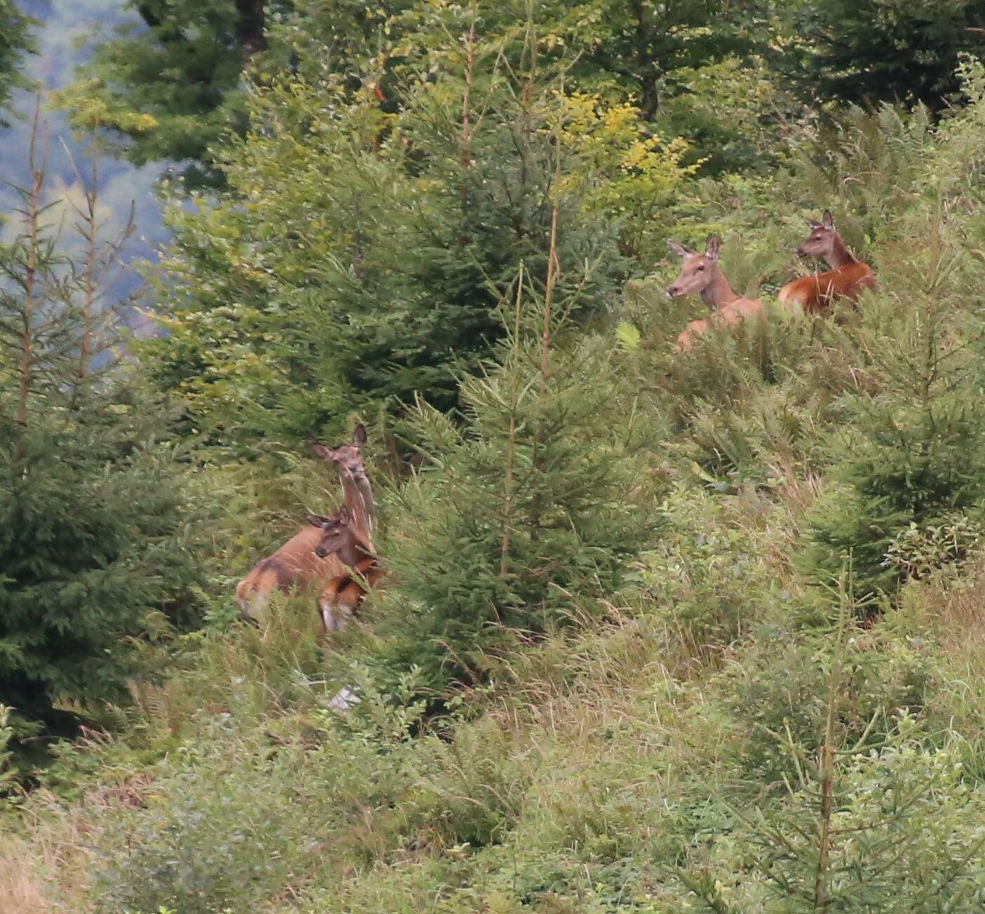 В Карпатах туристам вдалося сфотографувати родину оленів (ФОТО)