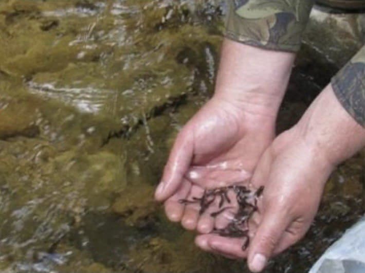У карпатські річки випустять близько 150 тисяч мальків струмкової форелі