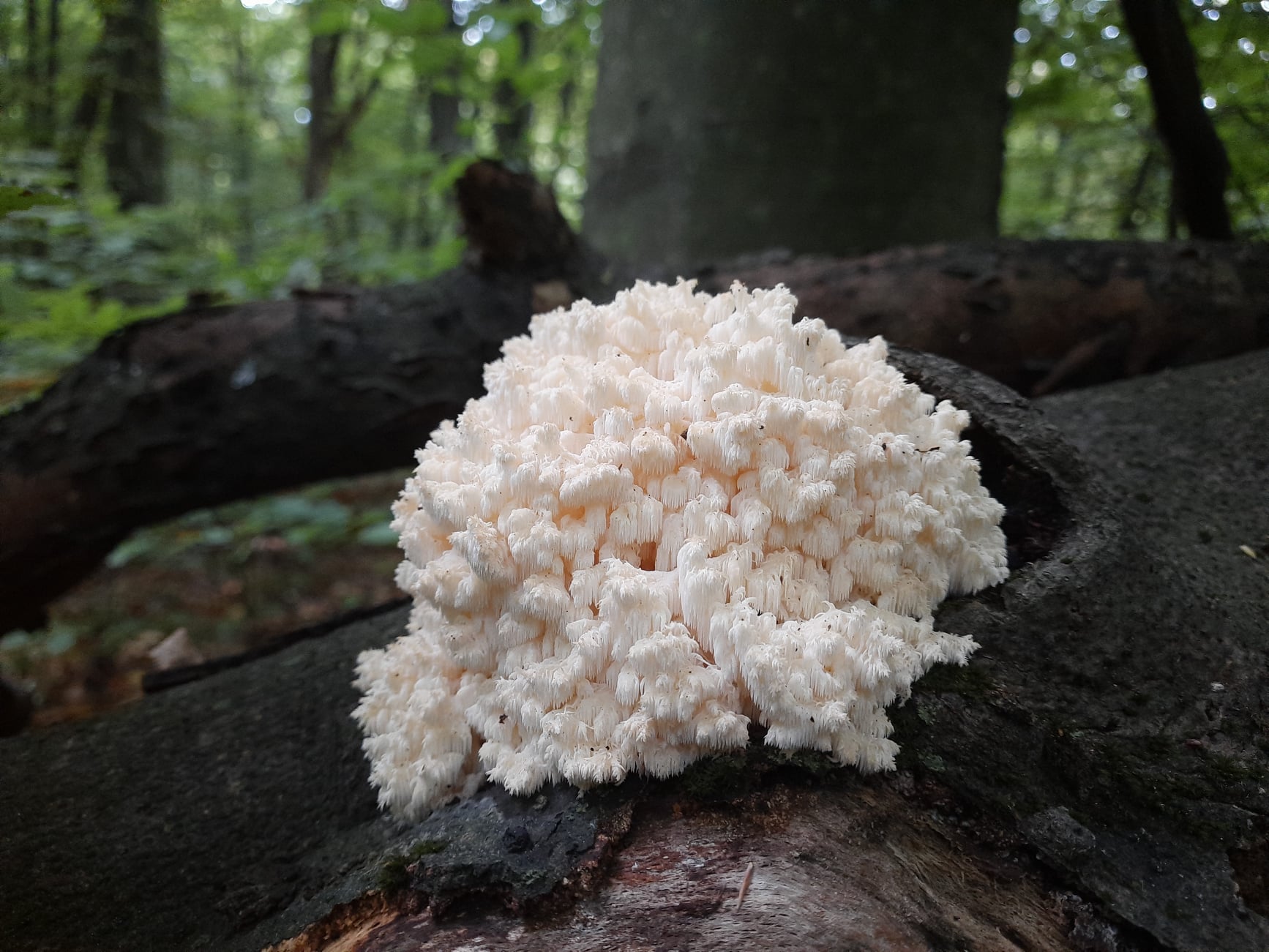 У Галицькому нацпарку знайшли рідкісний кораловий гриб (ФОТО)