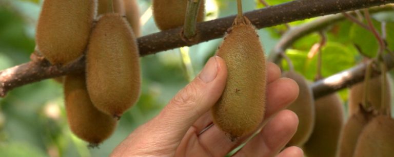 Іванофранківець у саду вирощує ківі (ФОТО, ВІДЕО)