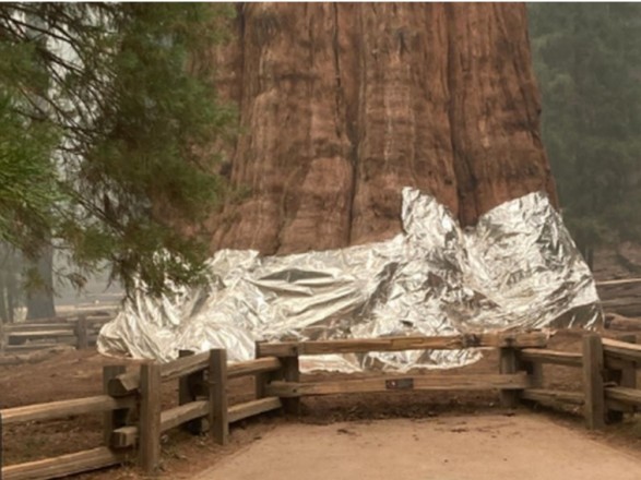 Пожежники Каліфорнії вкривають ковдрами найбільше дерево у світі, щоб захистити його від вогню