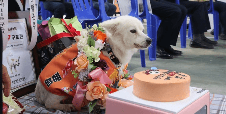 У Південній Кореї пес вперше отримав нагороду як рятувальник. Він запобіг переохолодженню власниці, коли та заблукала (ФОТО)