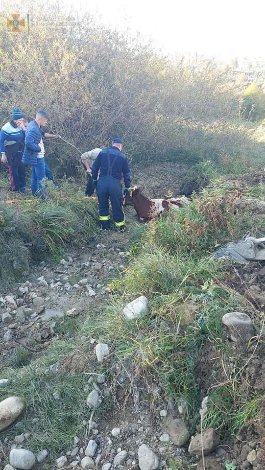 На Надвірнянщині корова впала у канаву – допомогли рятувальники з трактором (ФОТО)