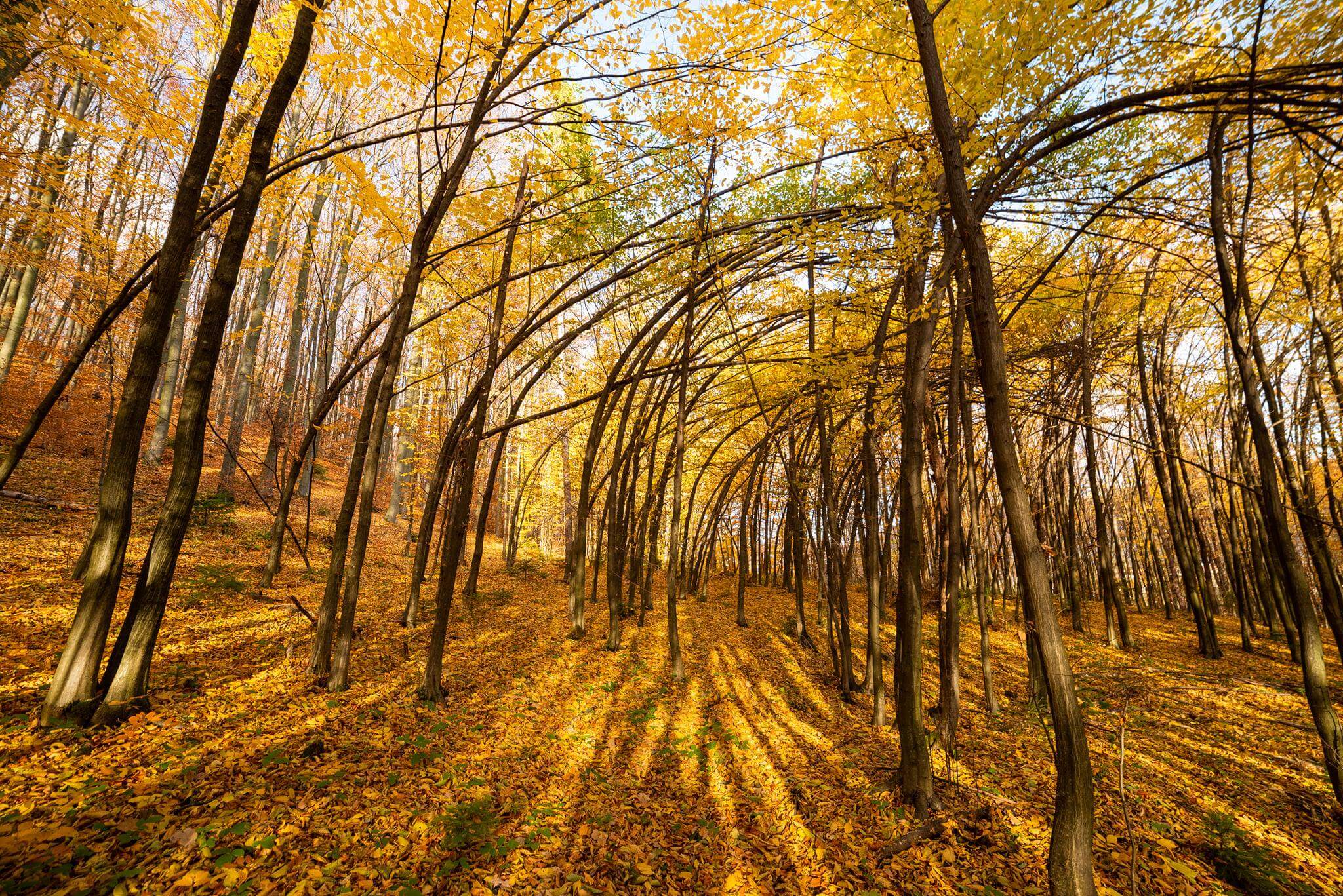 Фотограф показав неймовірні світлини вигнутого лісу на Прикарпатті (ФОТО)