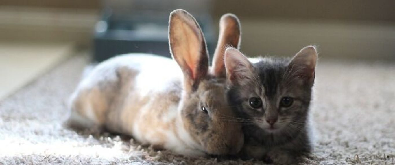 Милі та пухнасті: 15 смішних фото домашніх кроликів
